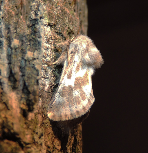 Dyspessa ulula - Cossidae